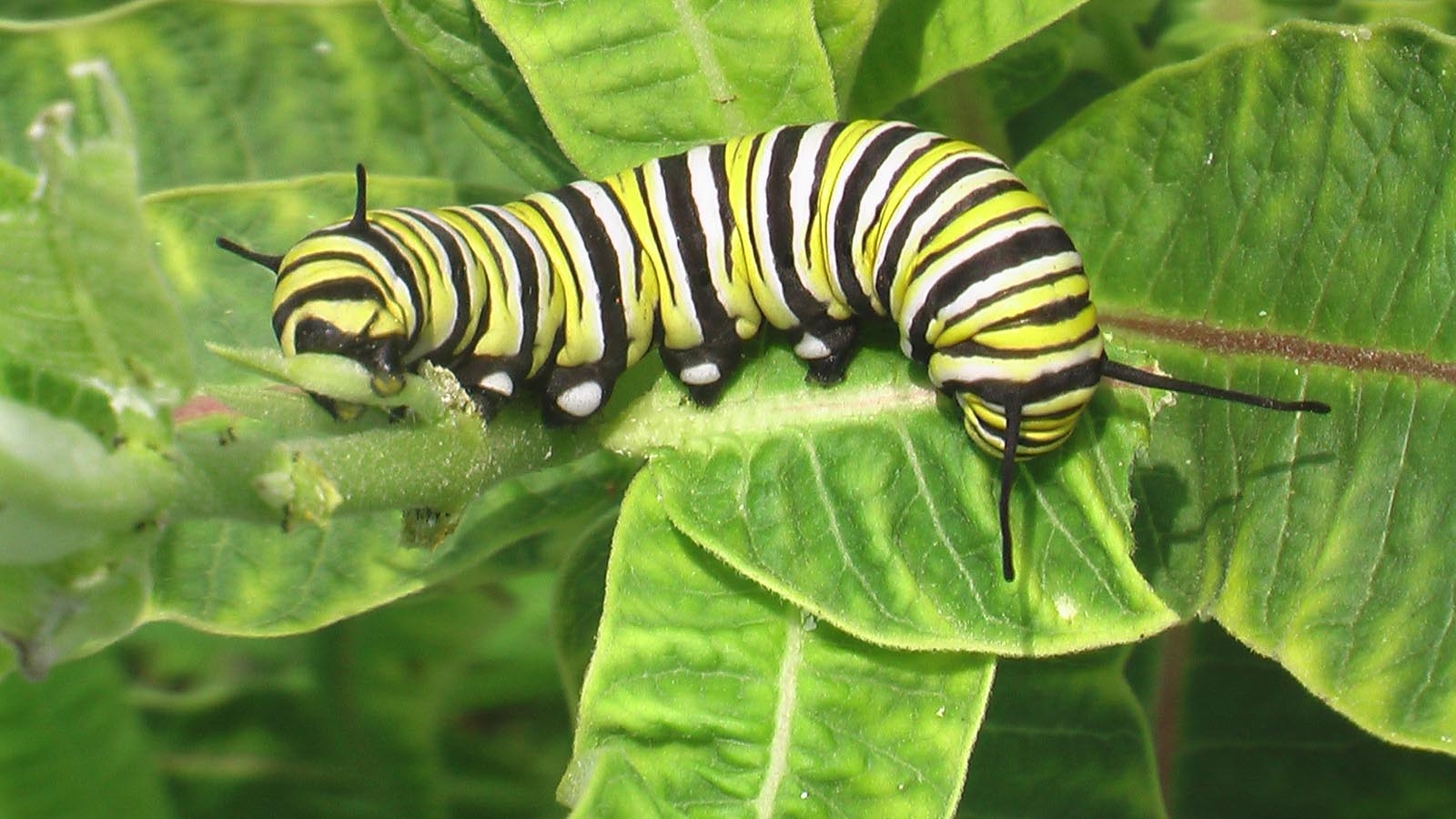 monarch-caterpillar.jpg